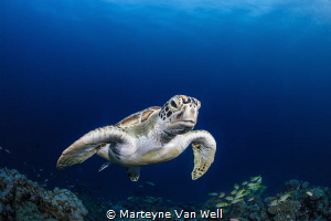 A curious green turtle taking a peak at the dome port by Marteyne Van Well 